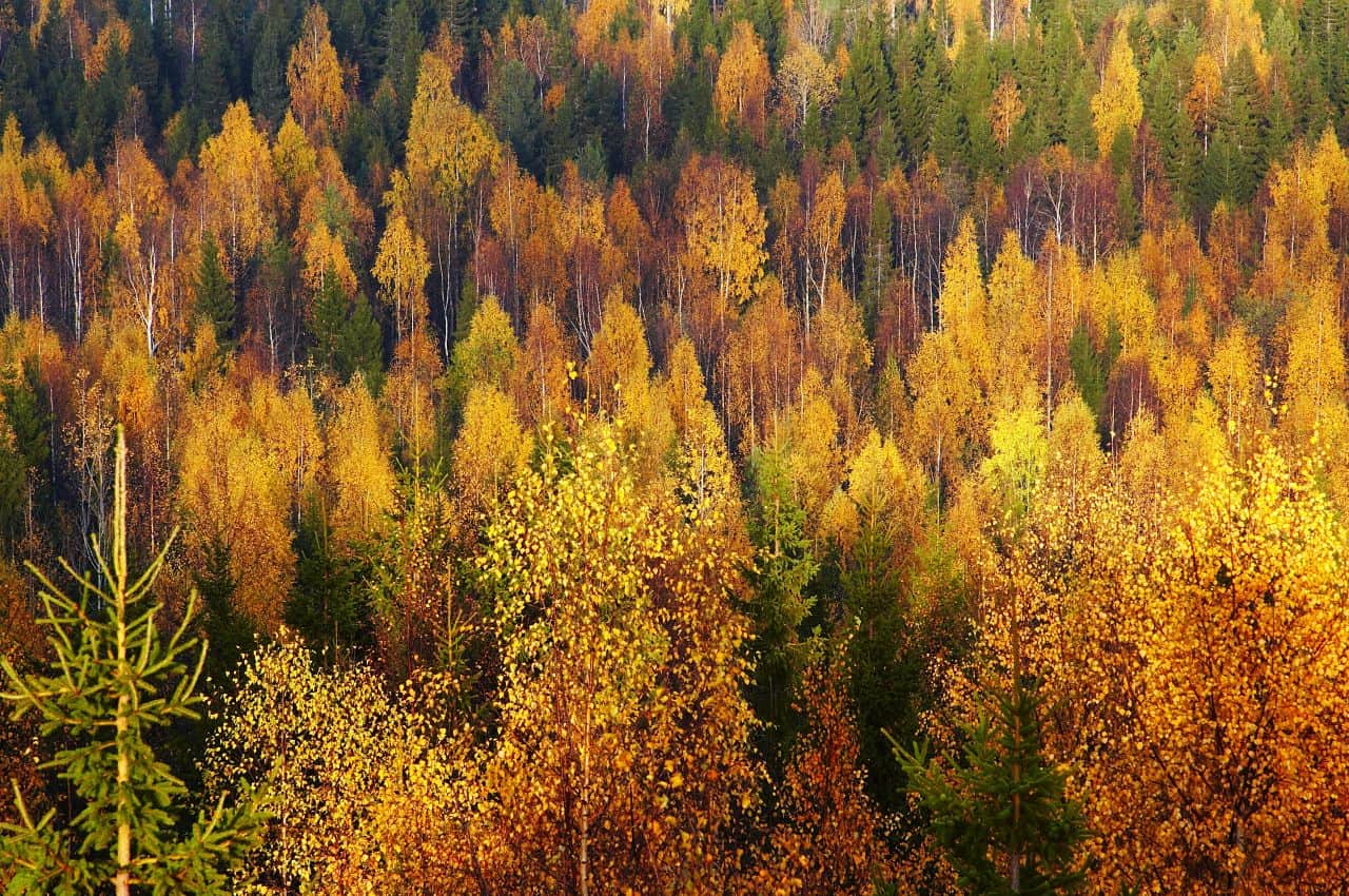 Foliage in Lapponia Nord Europa