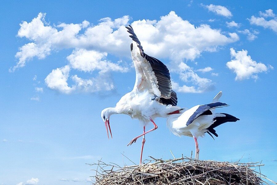 Kerkini-il-lago-degli-uccelli-Cicogne-Foto-di-Michael-Schwarznberger-da-Pixabay