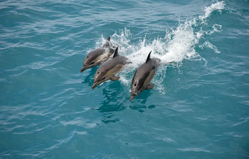 delfini-vista-a-bordo-grecia