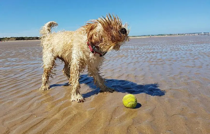 cane-spiaggia-viaggio-a-4-zampe